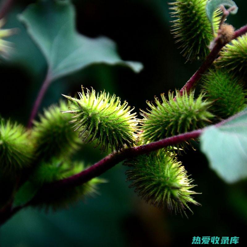 野生中药材价格走势分析：市场趋势与影响因素 (野生中草药大全图片)