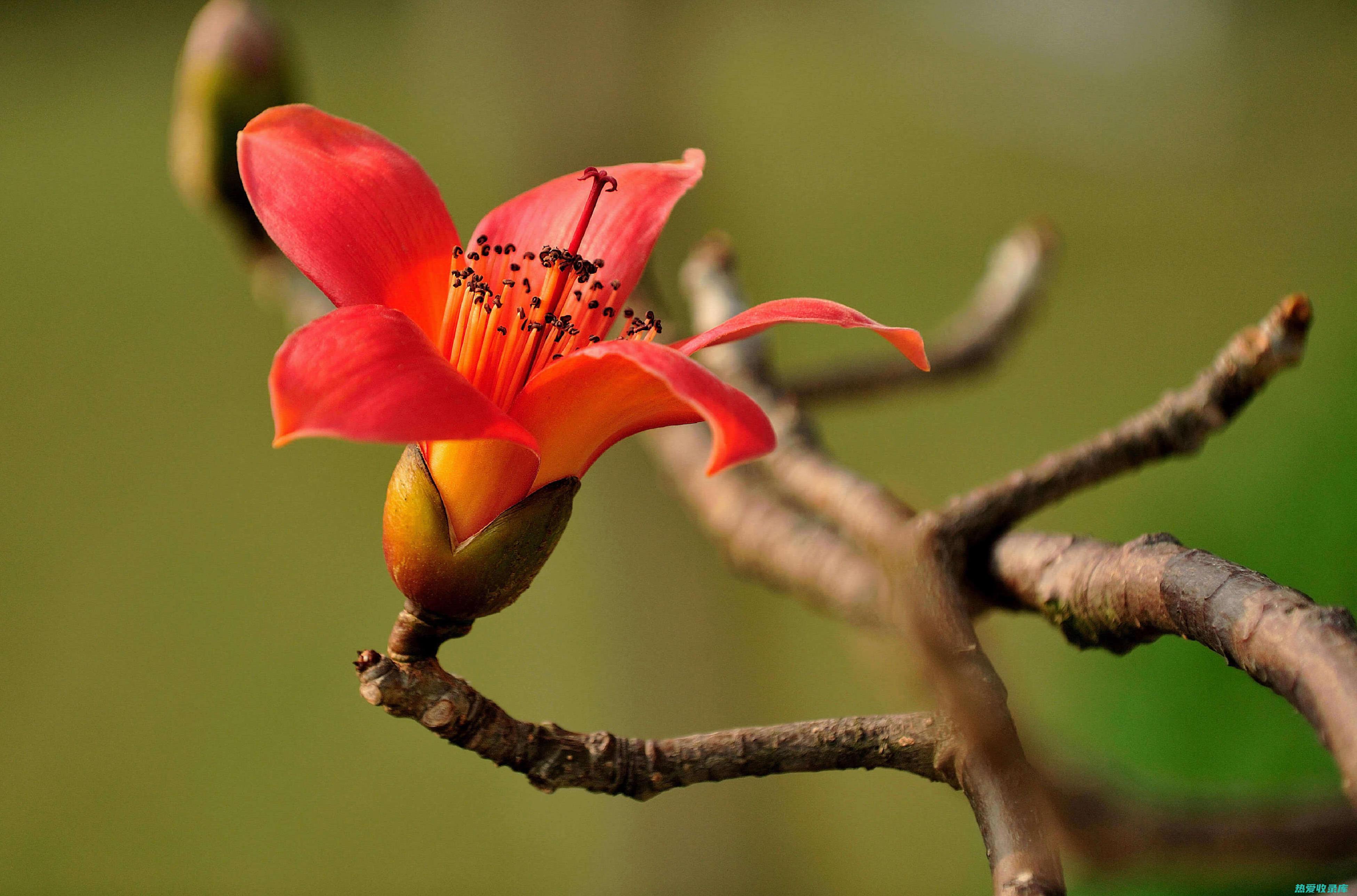 木棉花