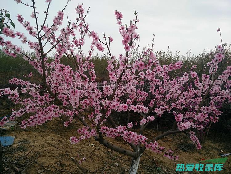 桃树的功效与作用 (桃树的功效与作用价值与用途)