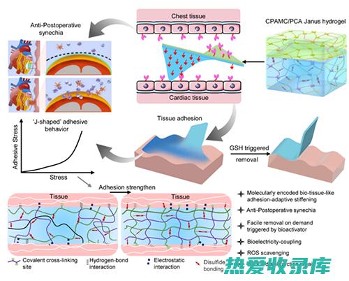 中药在心房缩小中的疗效探索 (中药在心房缩静的作用)