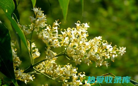 暴马子花功效 (暴马子花功效讲解视频)