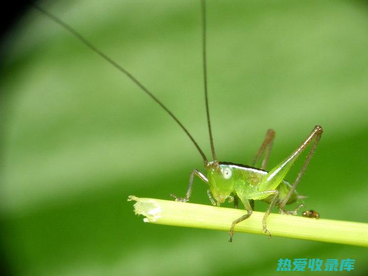 蝗虫——珍贵的传统中医药材 (蝗虫值钱吗)