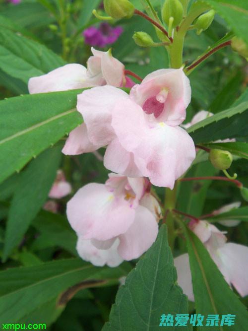 凤仙花功效及副作用 (凤仙花的功效)