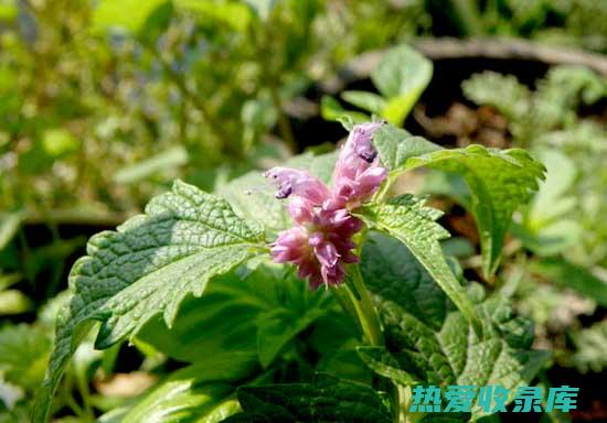 广藿香功效 (黄芪干芦根金银花紫苏叶广藿香功效)