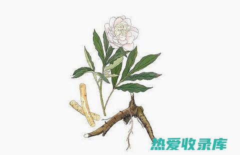 桂枝和白芍配合使用的功效 (桂枝和白芍配伍意义)