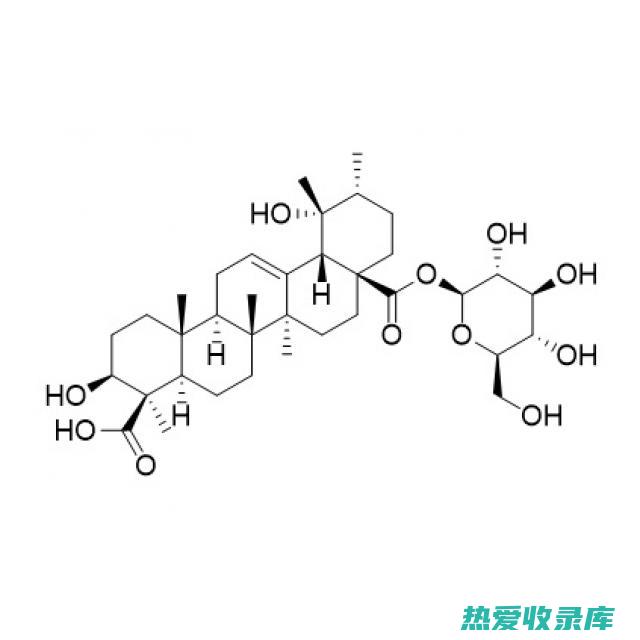 冬青的作用