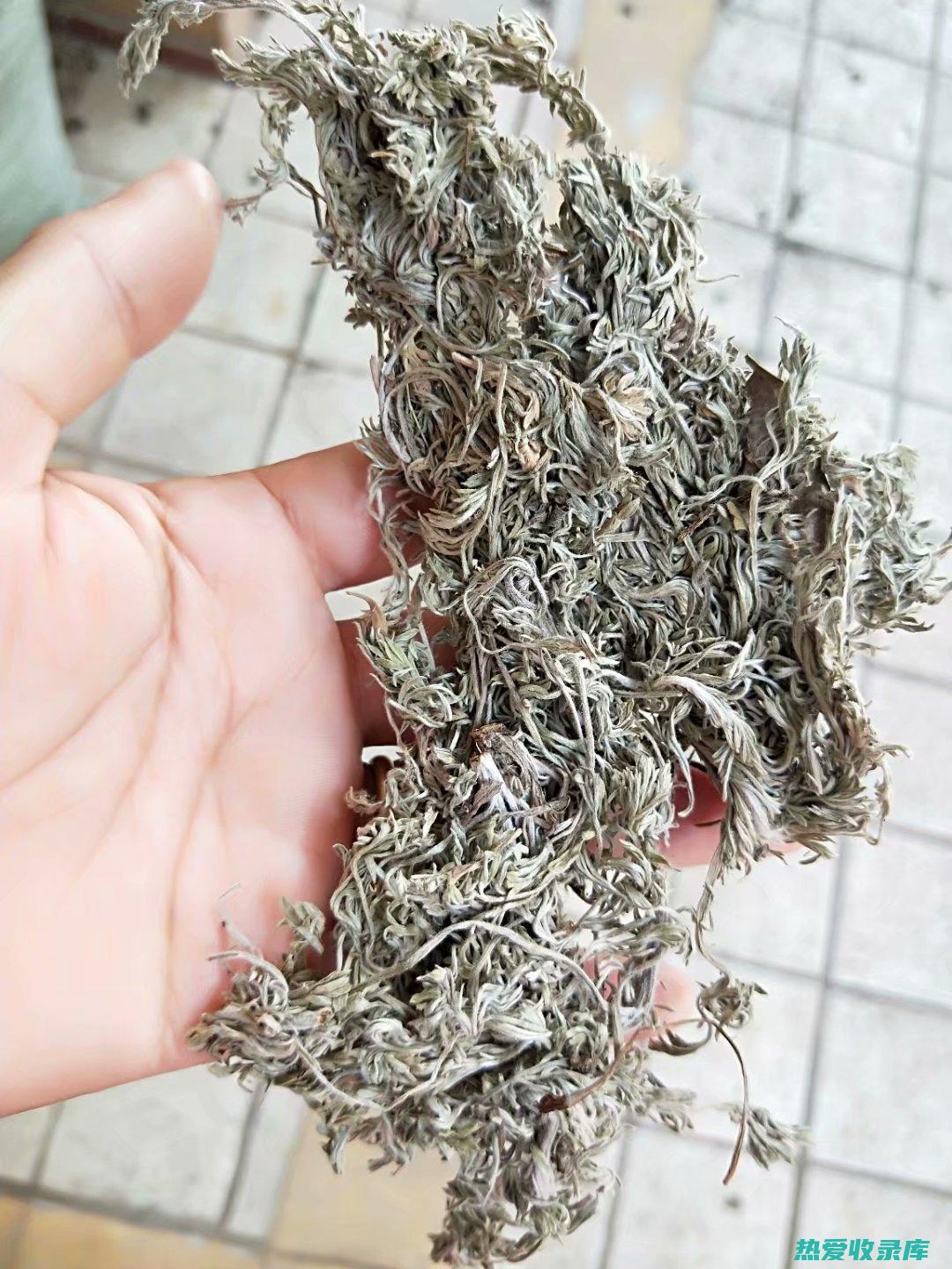 绵茵陈功效与作用 (绵茵陈功效与作用与主治)