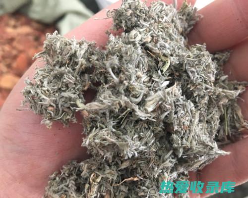 绵茵陈功效与作用 (绵茵陈功效与作用是什么)