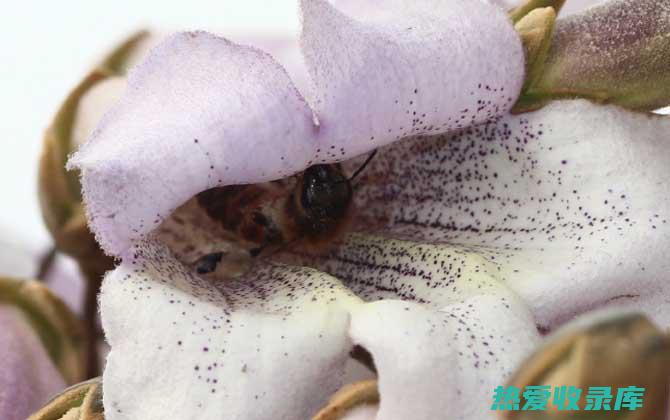 泡桐蜜的功效 (泡桐蜜的功效和作用)