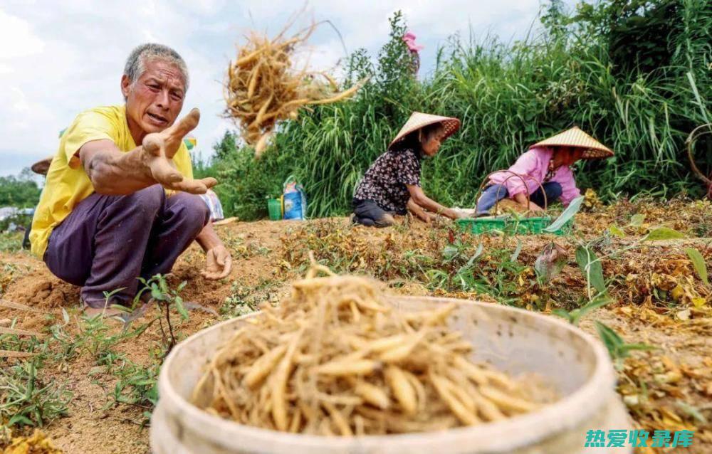 中药行业掘金指南