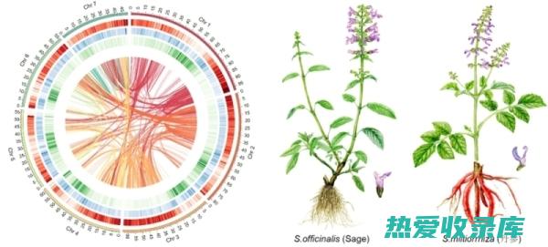 药用价值卓越的中药瑰宝：山枇杷 (药用价值卓越是指什么)