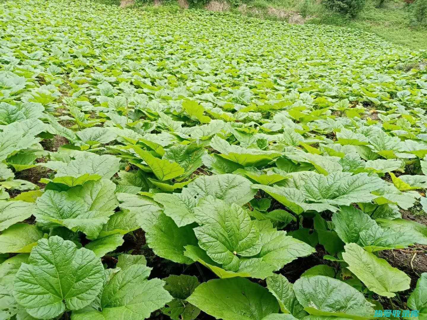 种植中药材的补贴政策：有哪些可享受的扶持措施？ (种植中药材的前景怎么样)