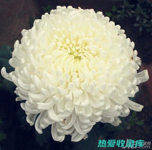 菊花的功效与禁忌 (菊花的功效与作用及禁忌)