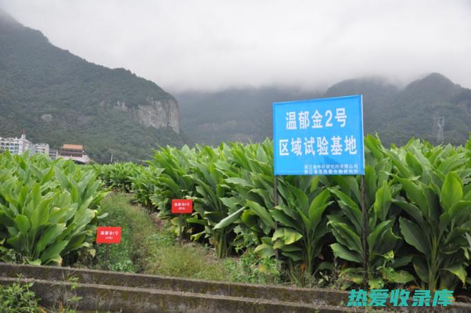 辽宁中药材育苗基地：为中医药发展提供可靠源头 (辽宁中药材育苗基地)