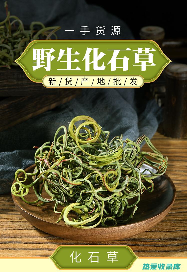 石蝉草的功效与作用 (石蝉草的功效与作用禁忌)