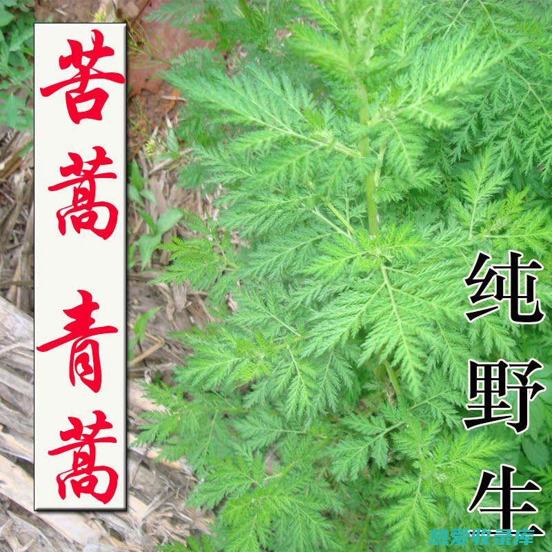 蒿蒿牙子学名