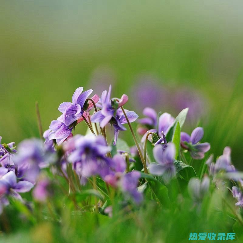 紫花地丁的功效与 (紫花地丁的功效与作用主要治什么病)