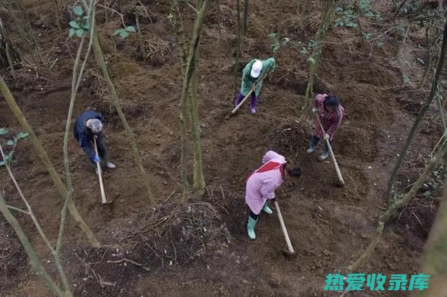 羊角天麻的功效与作用