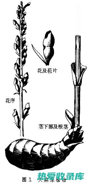 羊角天麻的功效与作用 (羊角天麻的功效与作用吃法)