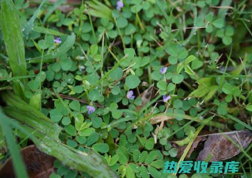 小叶三点金：中医药材详解 (小叶三点金草的功效与作用)