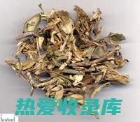 龙胆的药用功效与作用