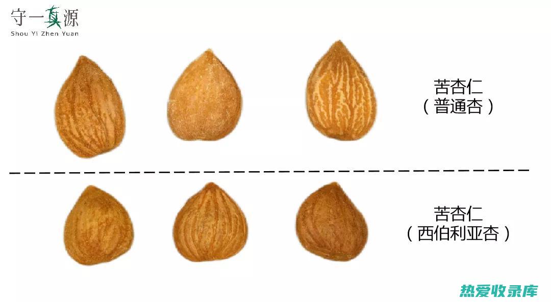中药苦杏仁图片：了解中药宝库中的苦杏仁及其药用价值 (中药苦杏仁图片)