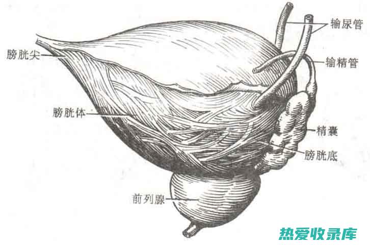 探索慢性的中药疗法