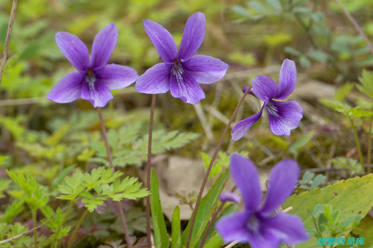 紫花与