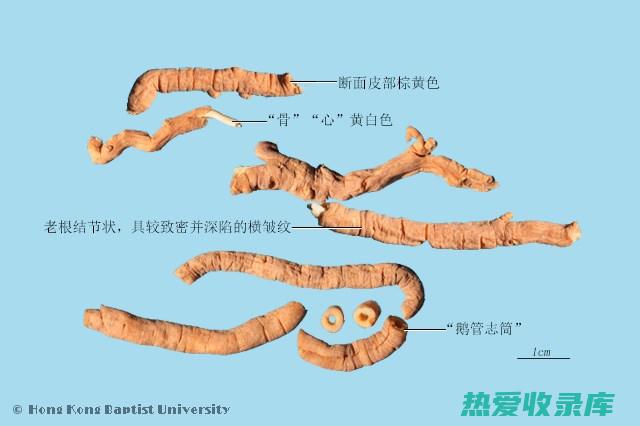 制远志的功效与作用图片