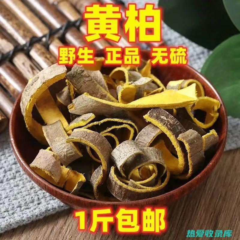 黄柏中药的功效与作用及食用方法 (黄柏中药的功效与作用)