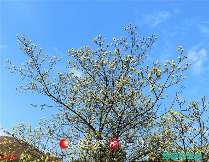 山胡椒花功效与作用 (山胡椒的功效作用)