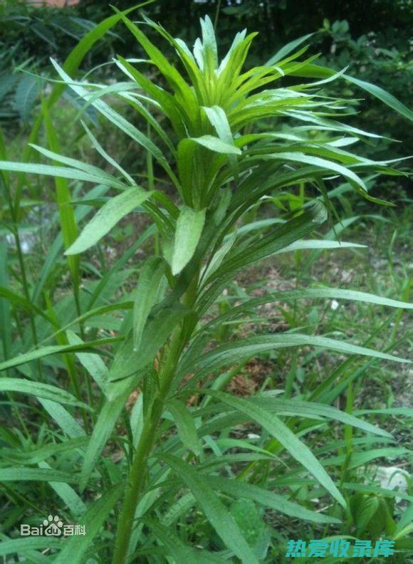 小飞蓬的功效与作用 (小飞蓬的功效与主治)