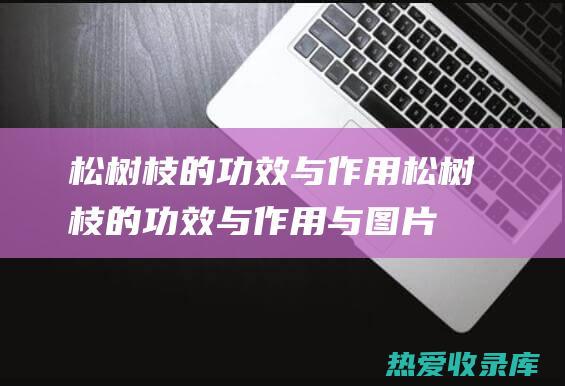 松树枝的功效与作用松树枝的功效与作用与图片