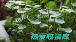 金钱草功效主治最大用量