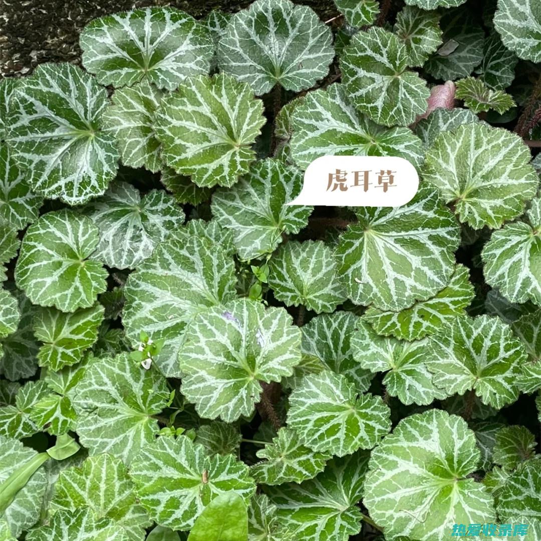 荷叶郁金降压粥功效