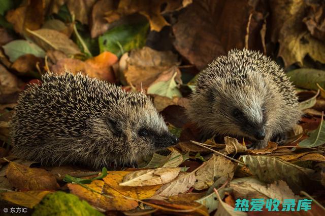 海刺猬是什么样子