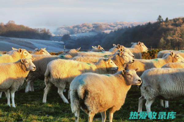 羊胆酒的功效与作用及禁忌