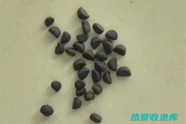 牵牛子的功效与作用及食用方法