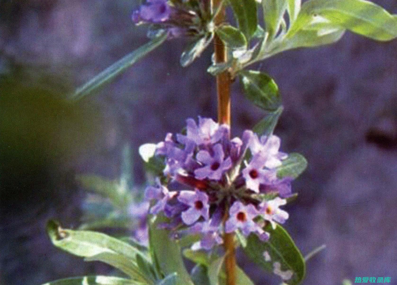 鱼眼草的功效 (鱼眼草的功效与作用及药用价值)