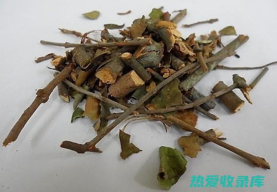 桑寄生的功效和禁忌 (桑寄生的功效与作用)