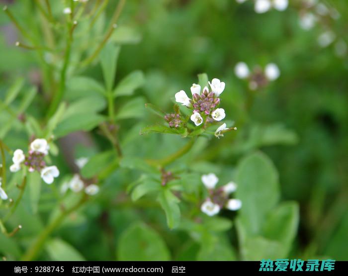 白碎米花