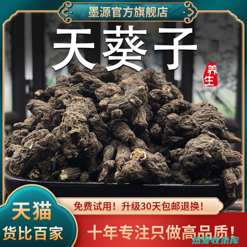 紫背天葵的功效及禁忌 (紫背天葵的功效与作用)