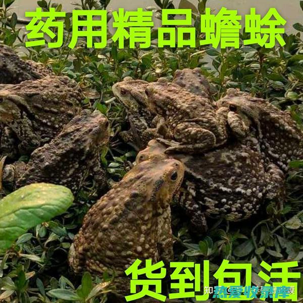 蟾皮粉的功效与作用