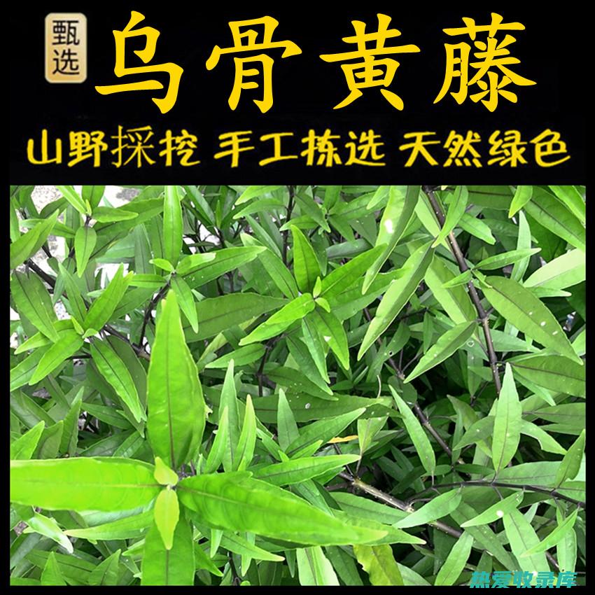 乌骨藤草药功效作用