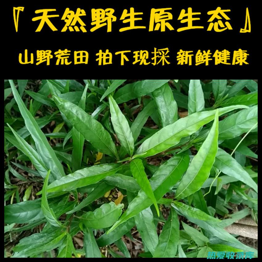 乌骨藤草药功效与作用