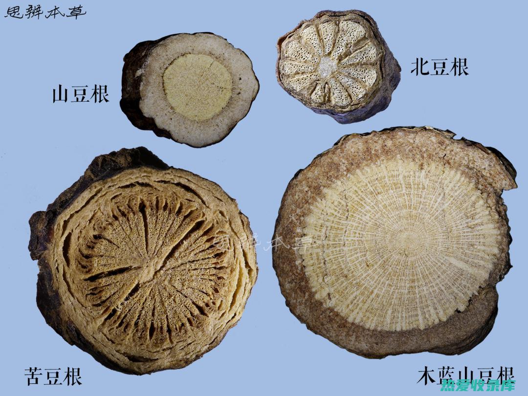 豆角根的功效