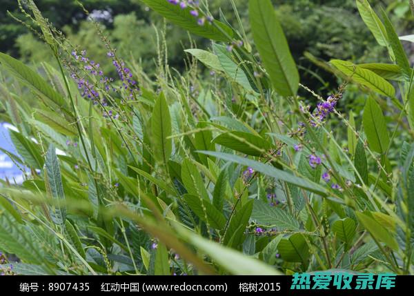 胡葫芦茶功效 (胡葫芦茶功效与禁忌)