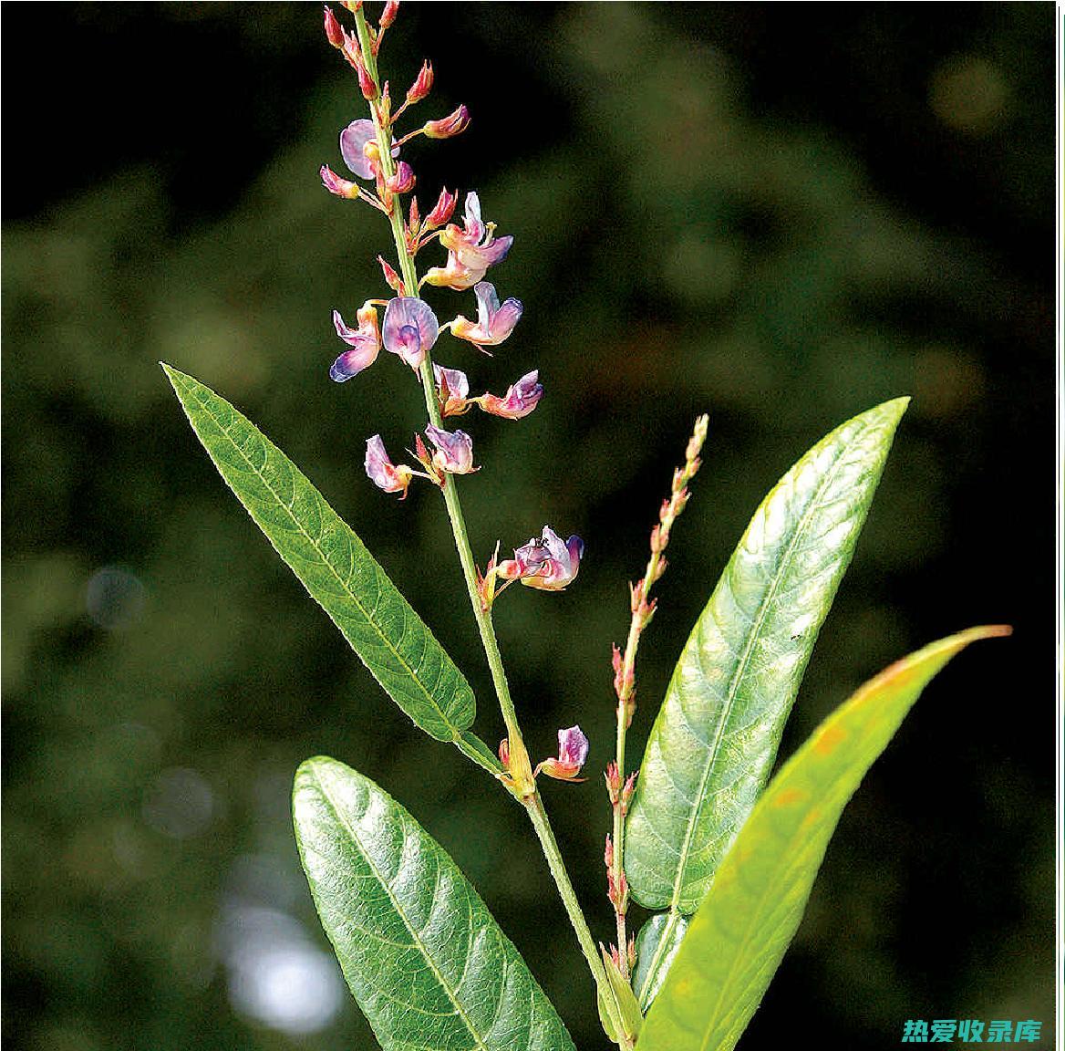 胡葫芦茶功效与禁忌