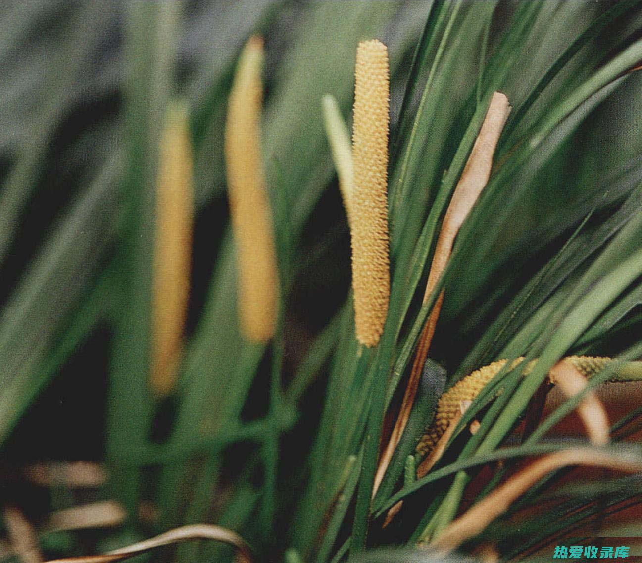 中药 菖 功效与作用 (菖蒲的功效与作)