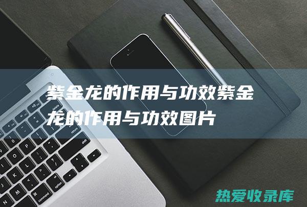 紫金龙的作用与功效 (紫金龙的作用与功效图片)